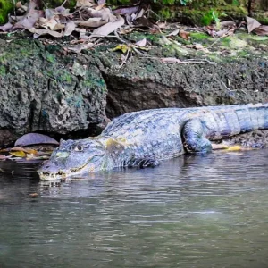 Caño negro