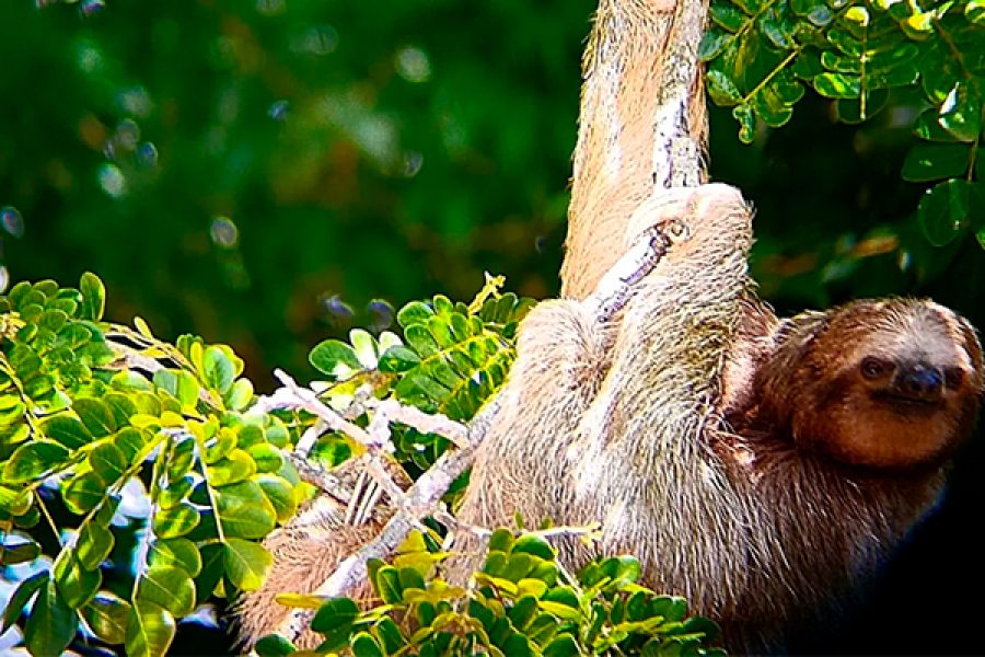 Sloth tour